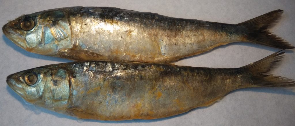 sardinas 1