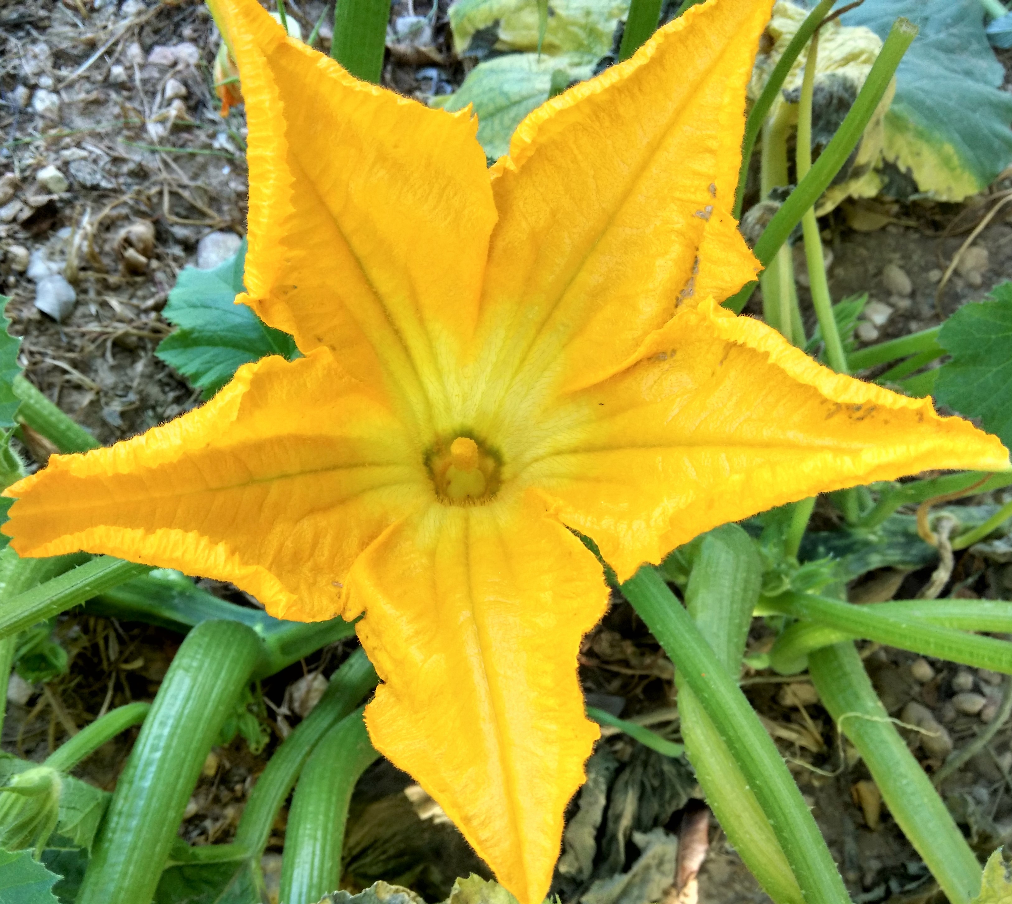 flor macho calabacín